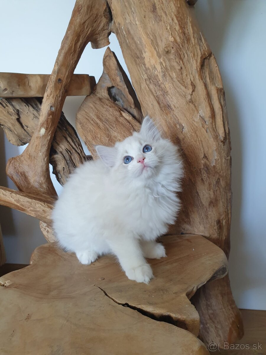 Ragdoll koťátko do chovu s PP - 2