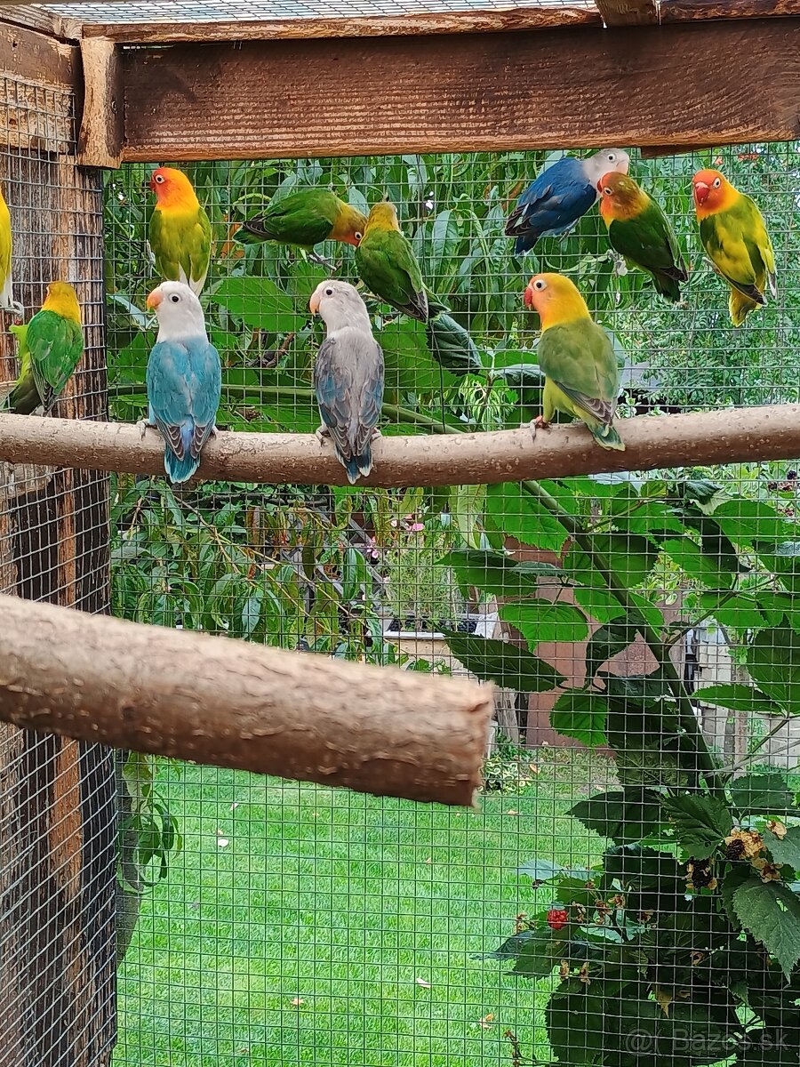 Predam agapornis fischer - 2
