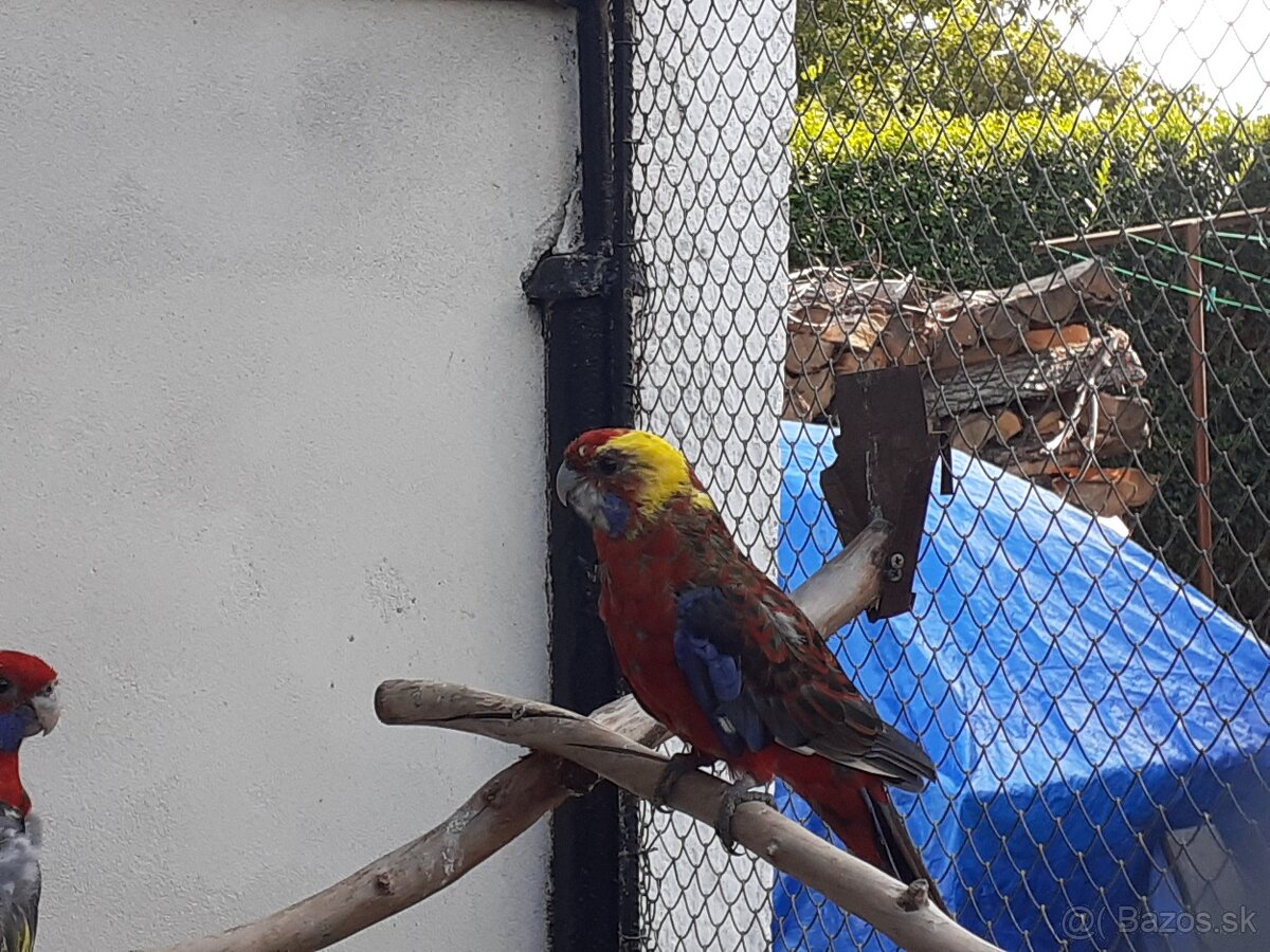 Penanty straky - predaj, výmena - 2