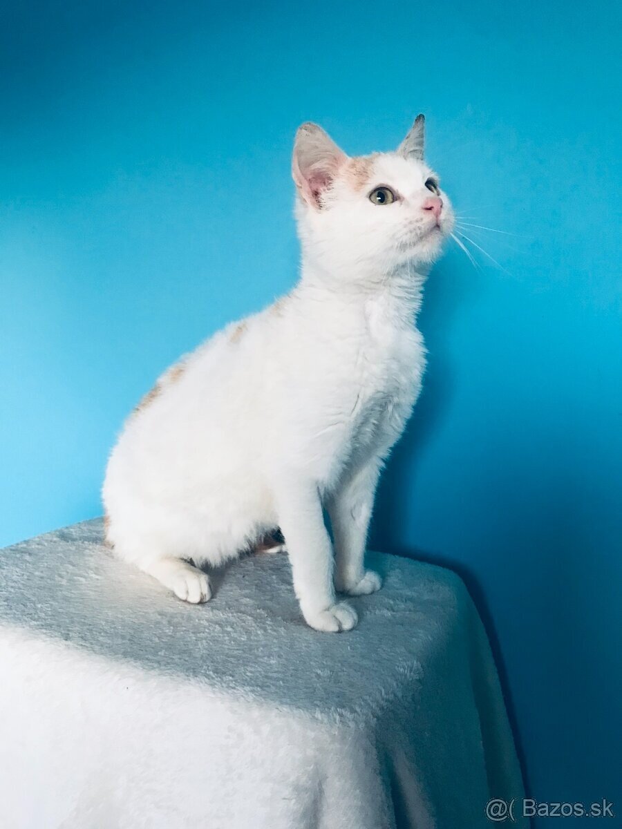 MEGGIE SI HĽADÁ DOMOV VO VNÚTRI - 2