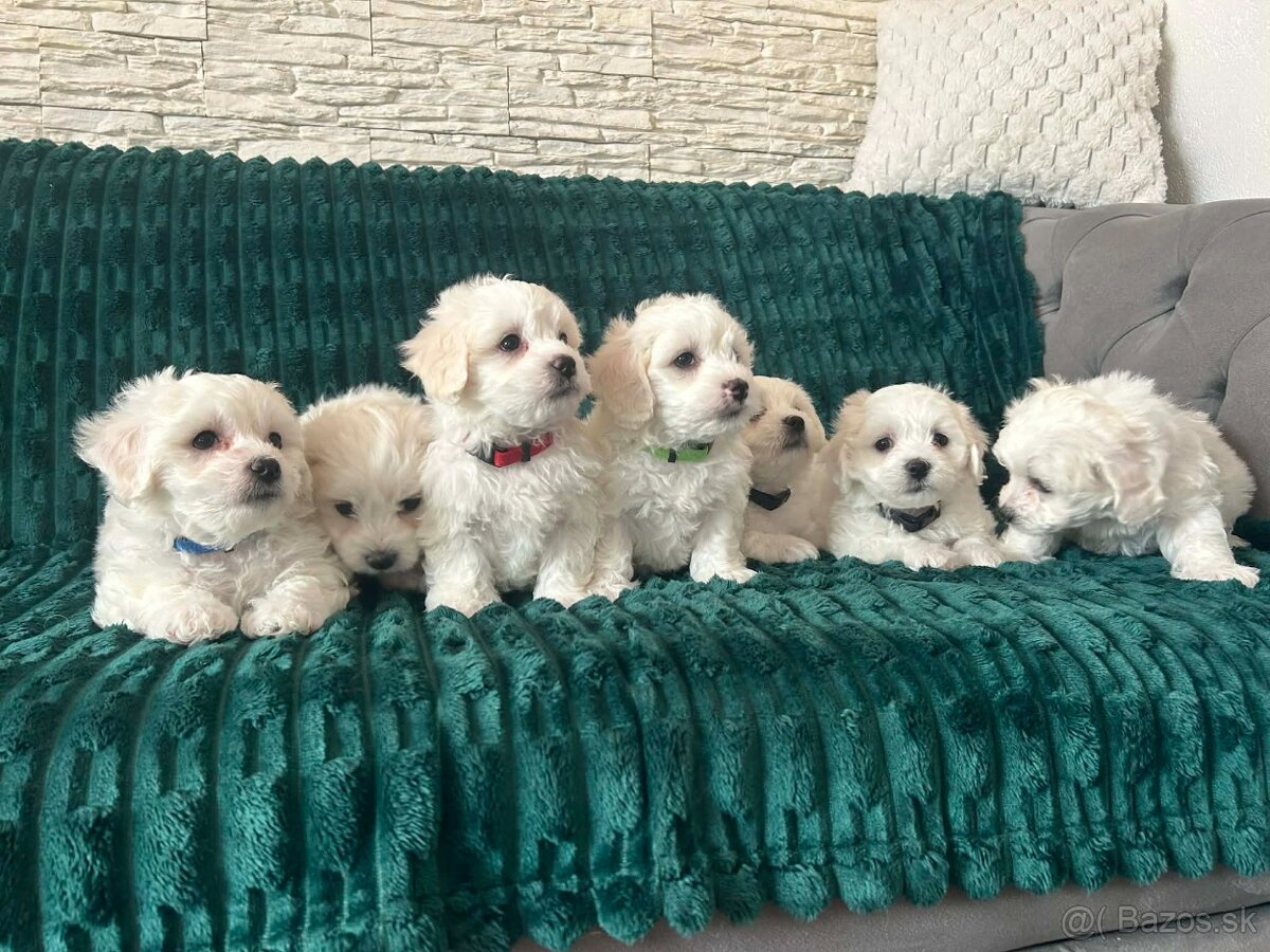 Čisto krvny maltezak - 2