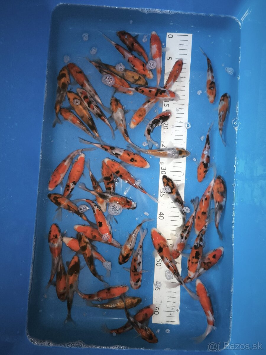 Koi kapre - 2