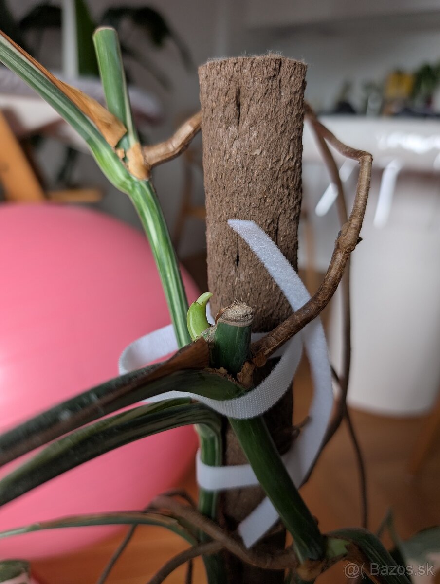 Hustá Monstera Albo Variegata (2 rastliny) - 2