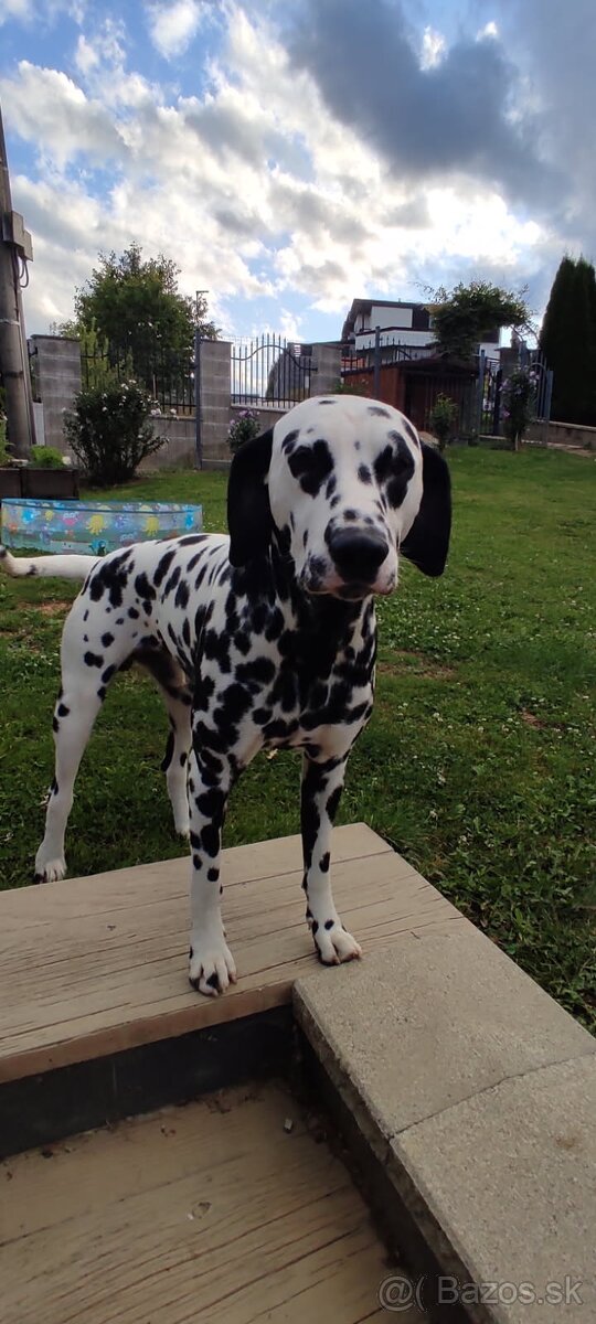 Dalmatin na krytie - 2