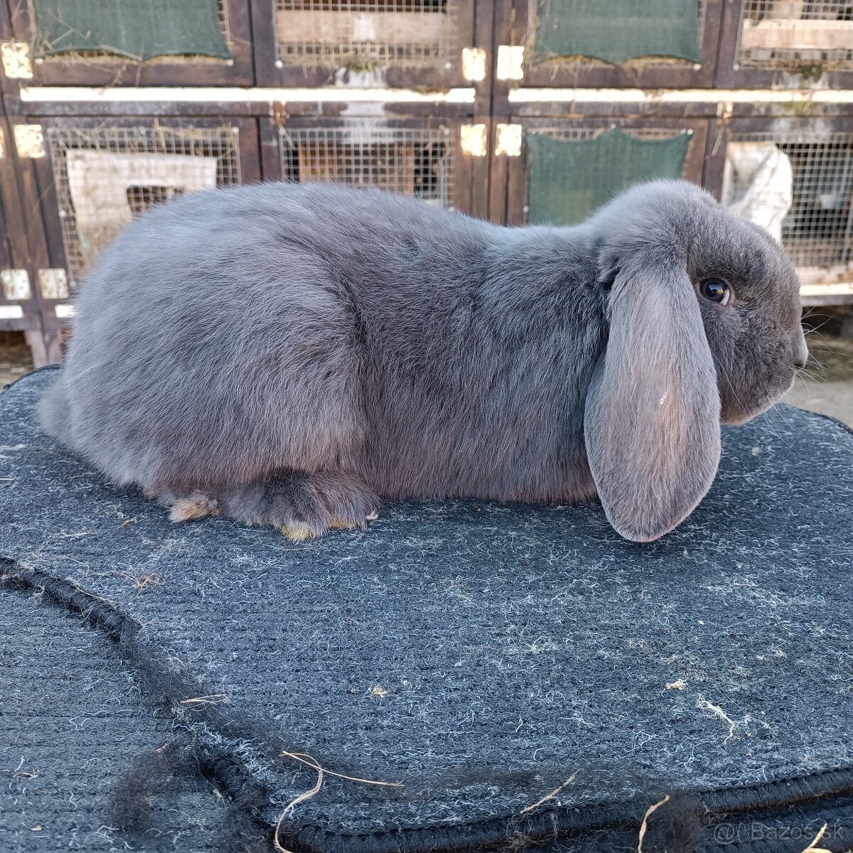 Francúzsky Baran - 2