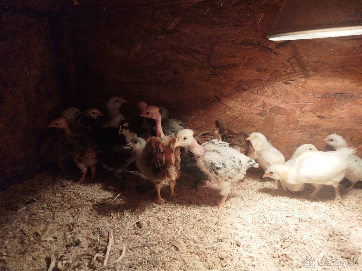 Holokrcky, araucana - 2