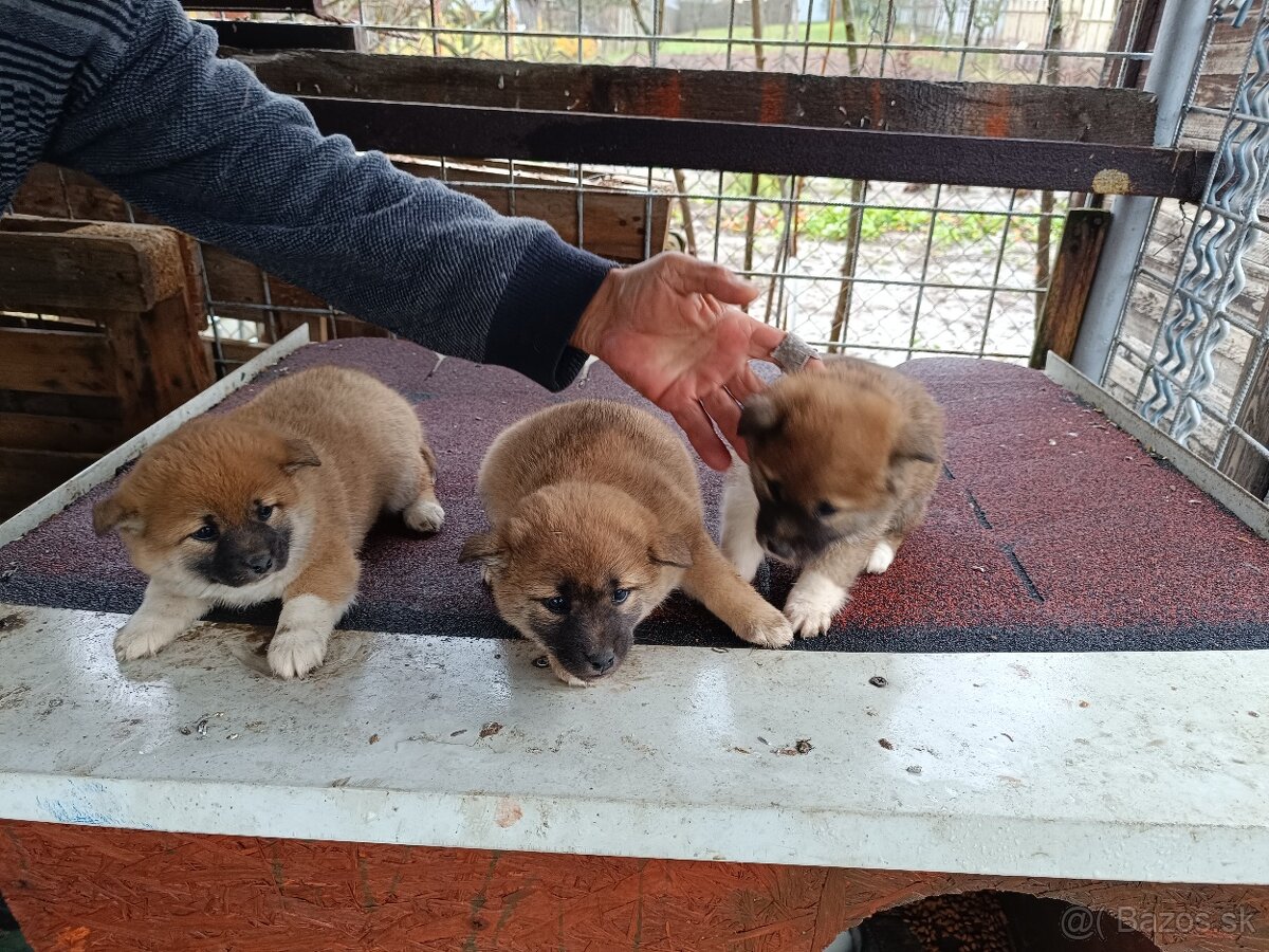 Šteniatka shiba inu - 2