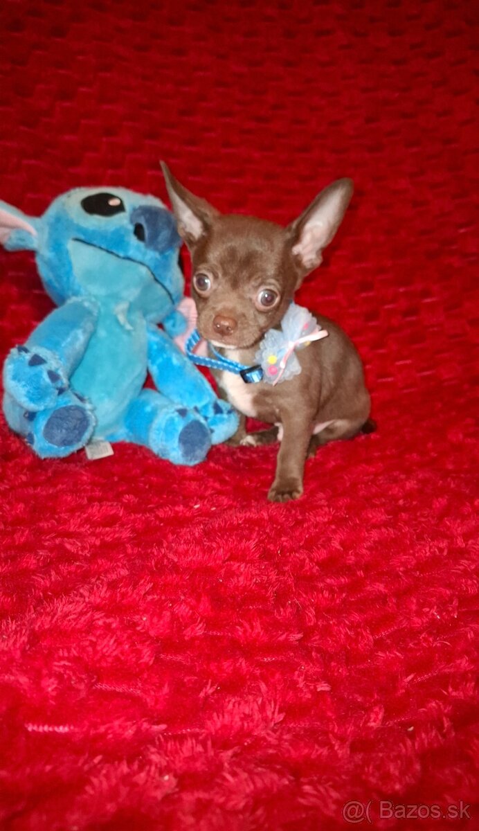 čivava čokoládové šteniatka - 2