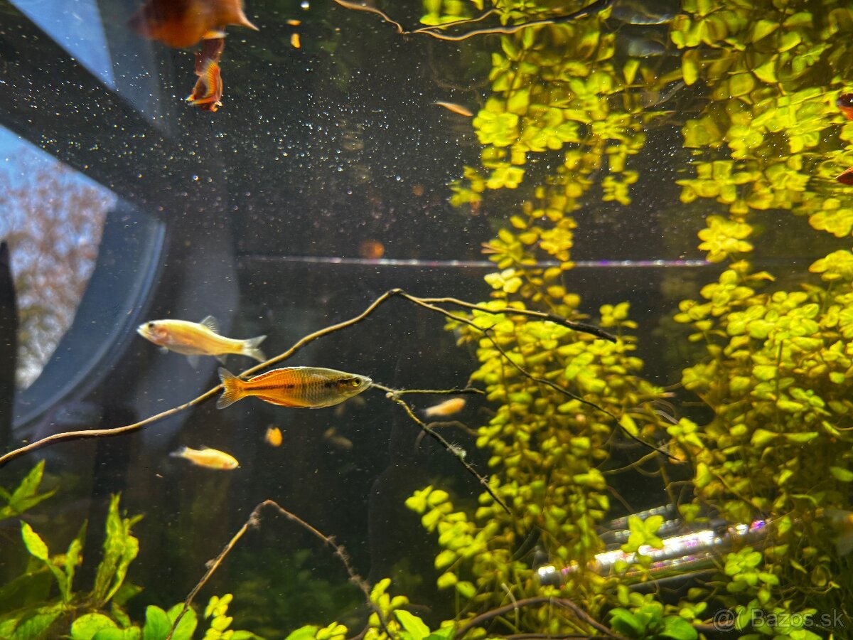 Rybyčky - akvaristika - 2