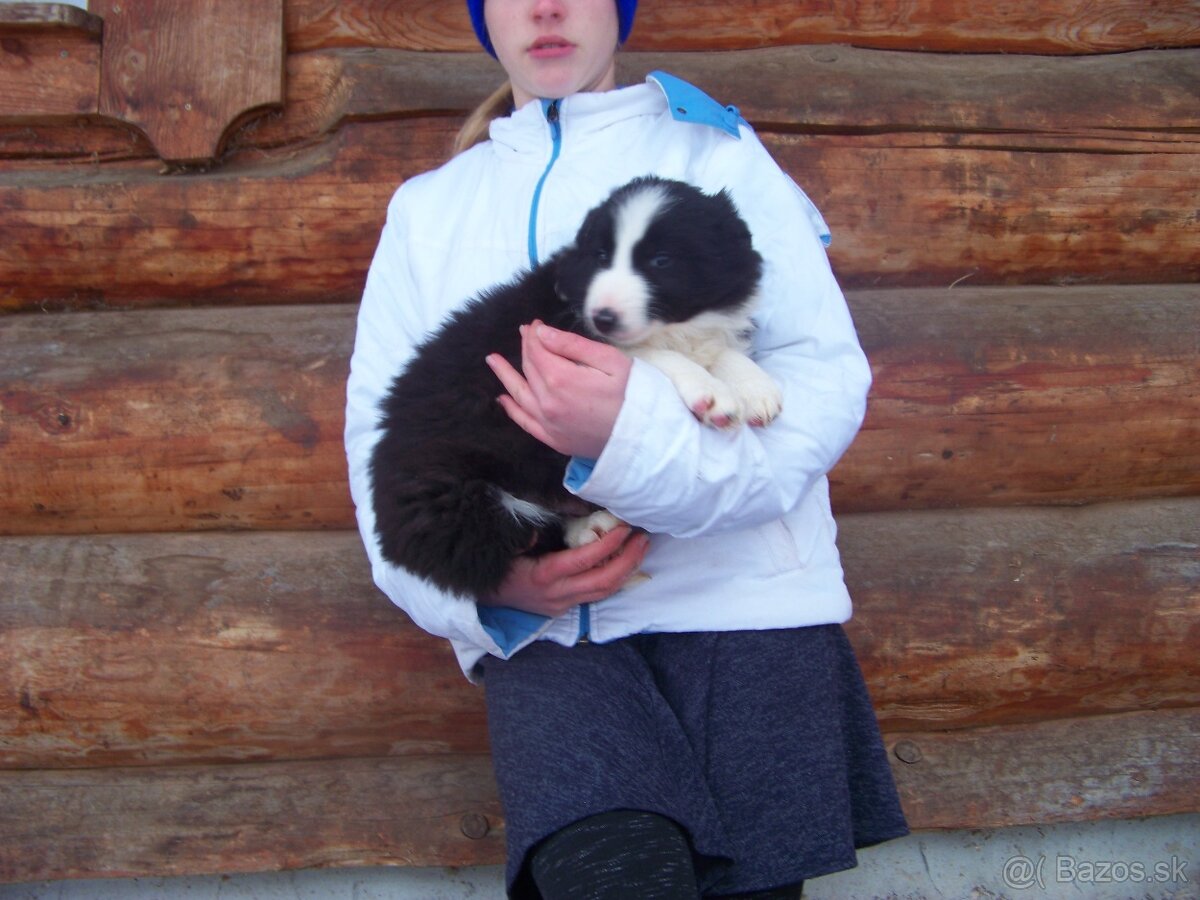 Border kolia čistorkvne šteniatko - 2