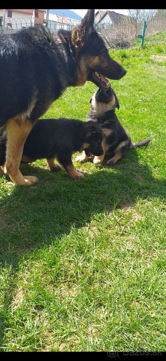 Nemecký ovčiak - 2