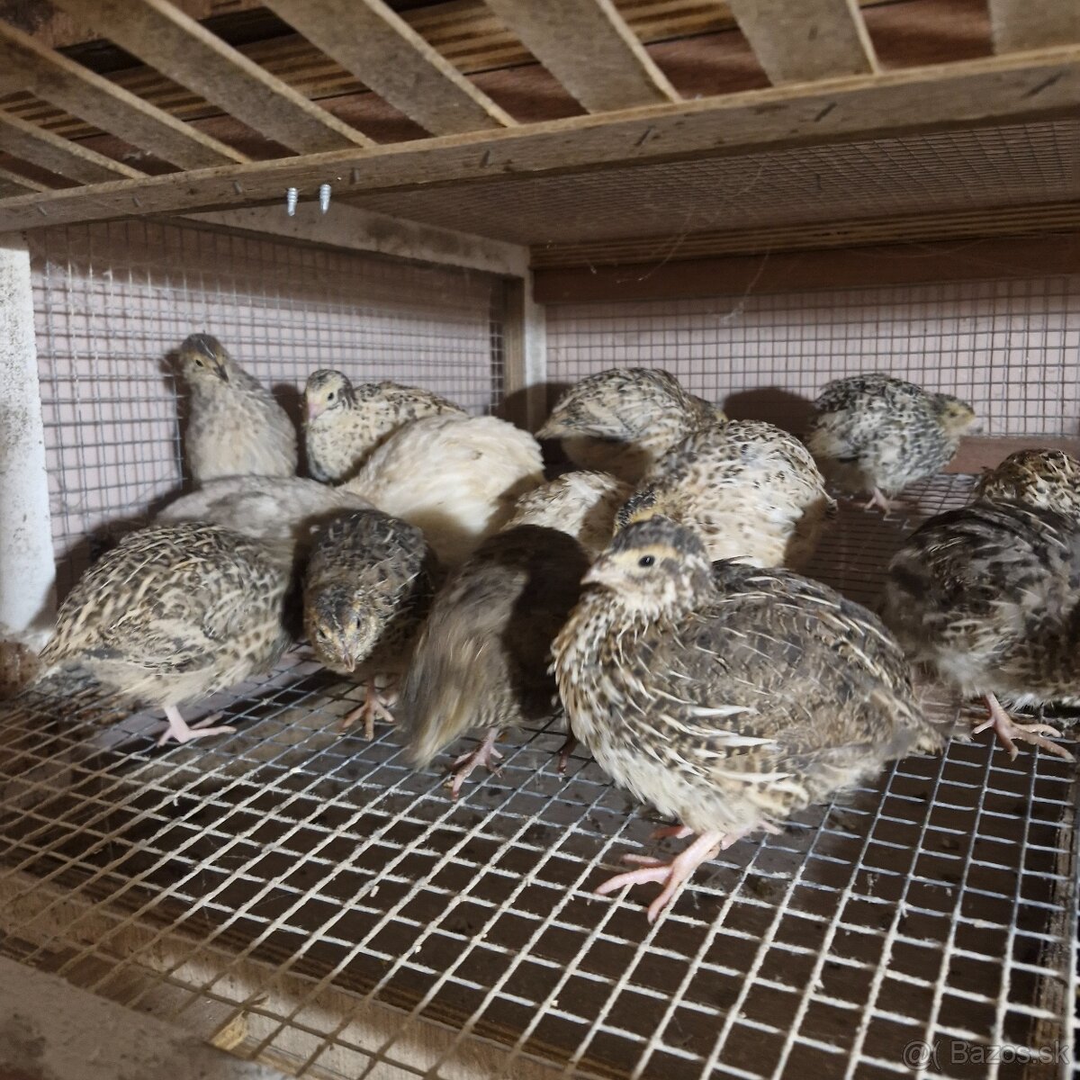 Japonské prepelice - 2