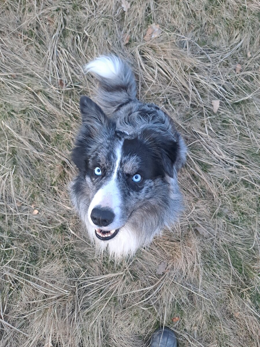 Borderkolia psík krytie - 2