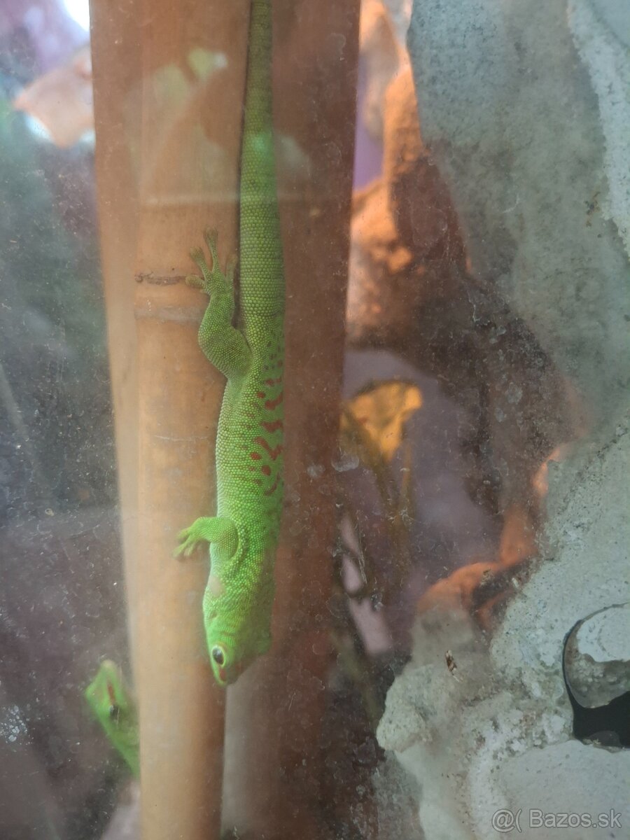 Phelsuma grandis - 2