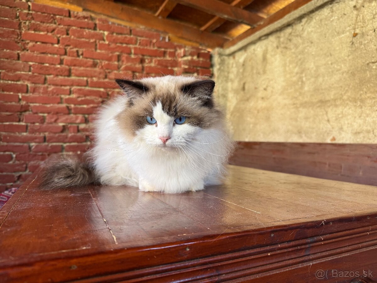 Ragdoll mačiatka s rodokmeňom, s PP FIFE - 2