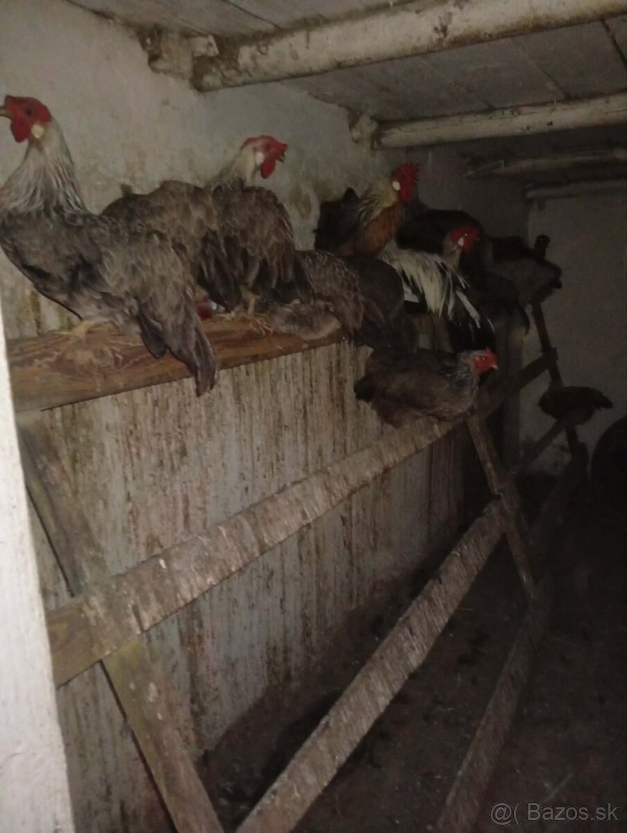 Násadove vajíčka Vlašky striebornej - 2