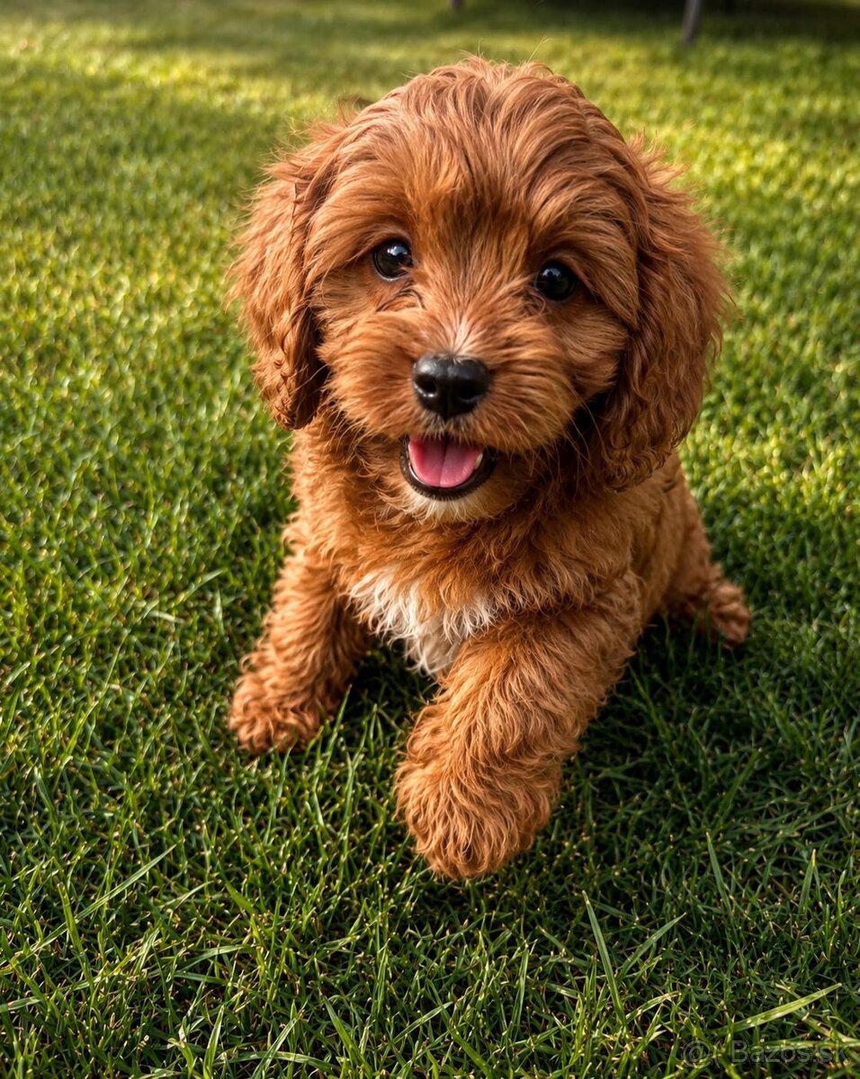 Cavapoo - 2