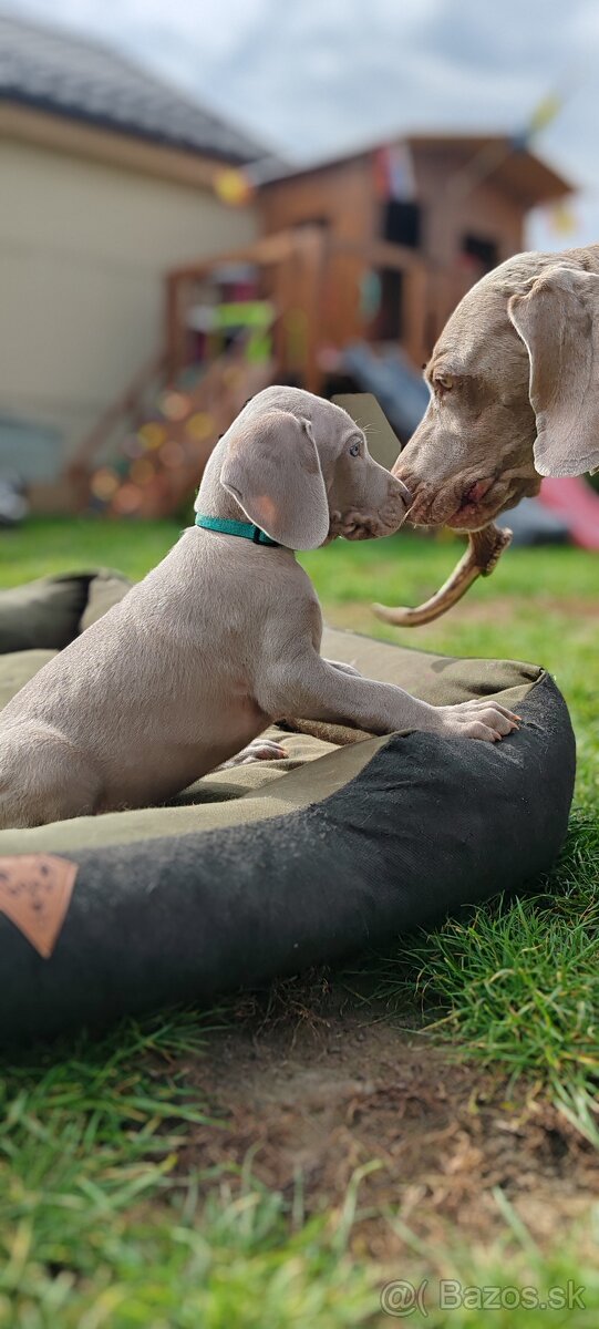 Weimarsky stavač - 2