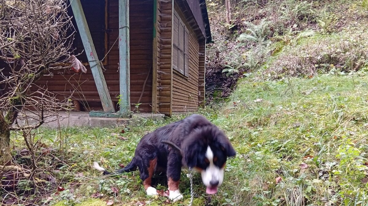 Salašnicky bernardin - 2