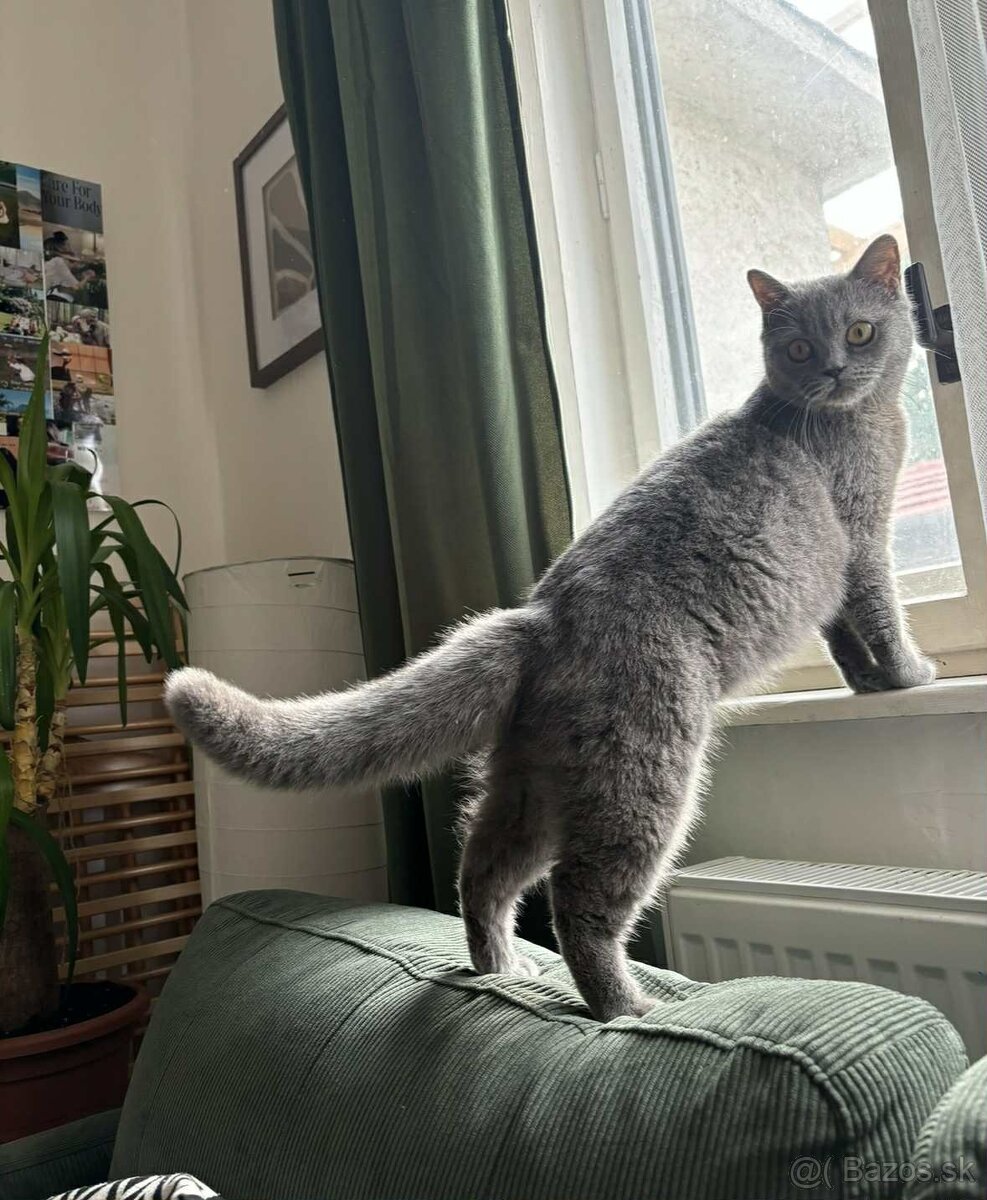 Britská mačka modrá - 2