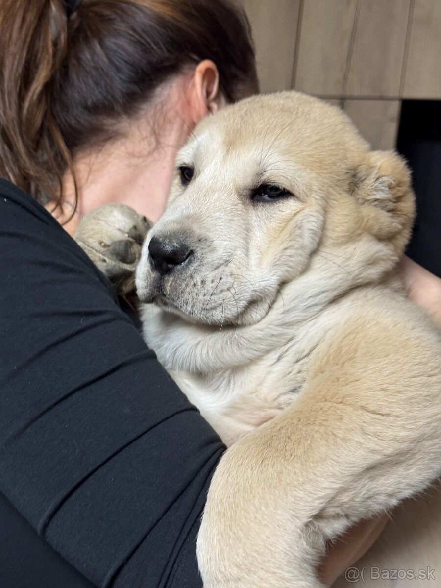 Stredoázijský ovčiak SAO - 2