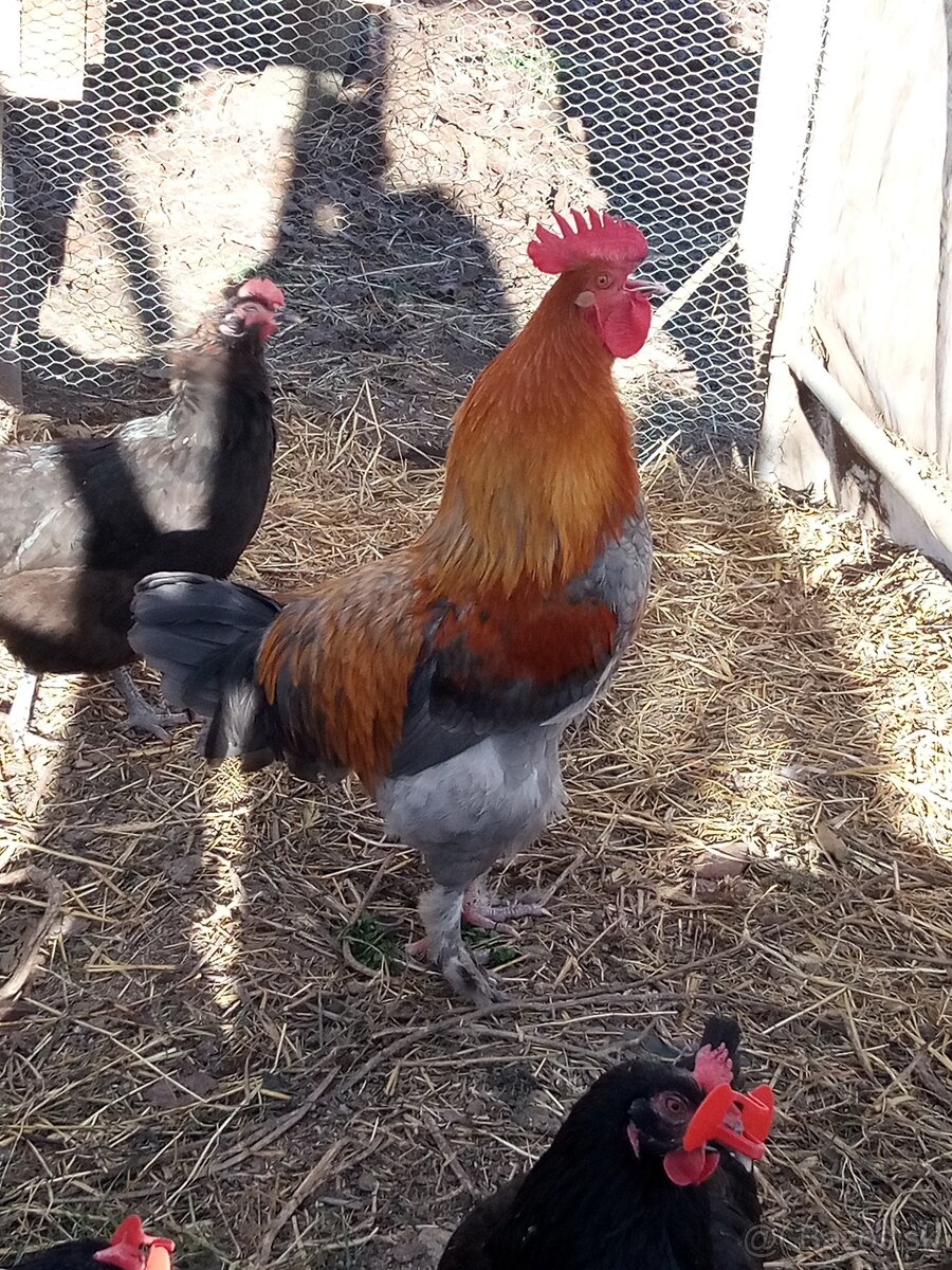 Marans modrý medenokrký - 2