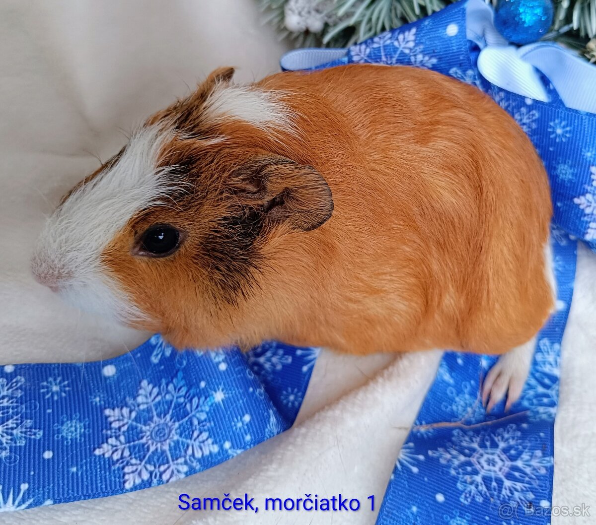 Morča/Morčiatka samček - 2