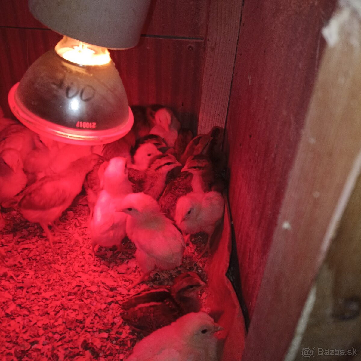 Ponúkame kuriatka - 2