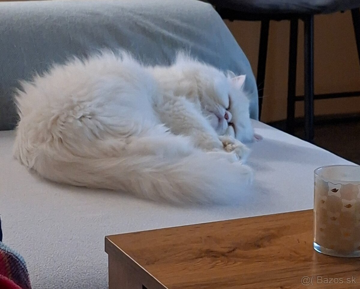 Darujem perskeho kocurika - 2