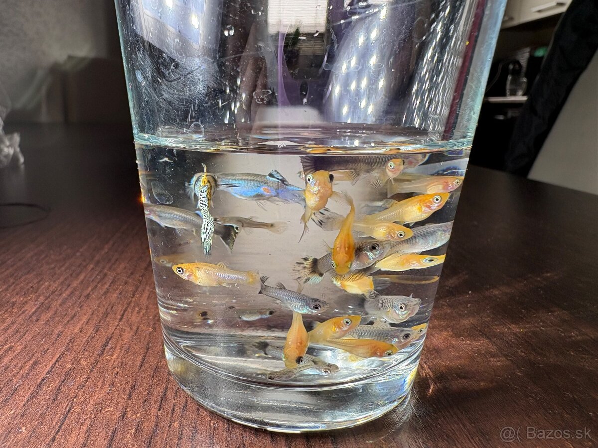 Gupky, molly, krevety - 2