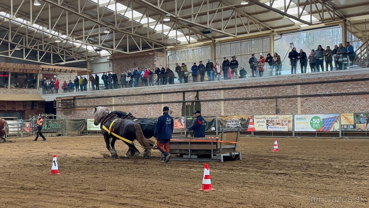 Pripúšťanie plemennými žrebcami - 2