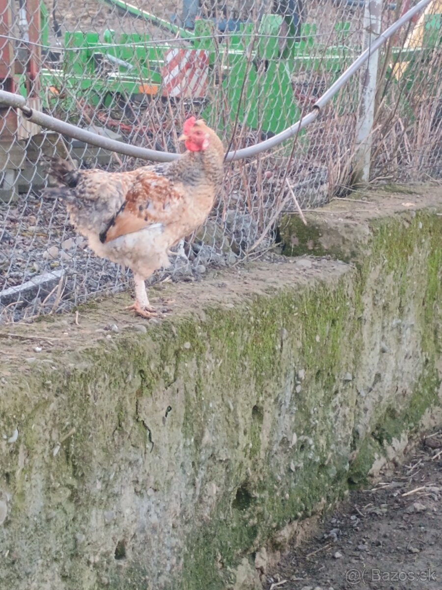 Predám kohúta - 2