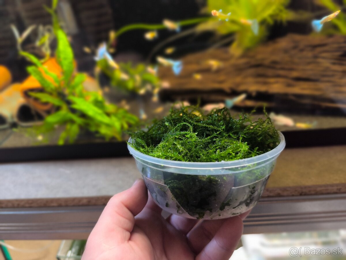 Christmas Moss /Mach - 2