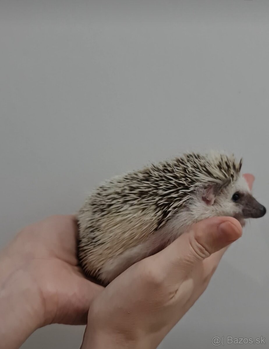 Ježko africký bielobruchý - 2