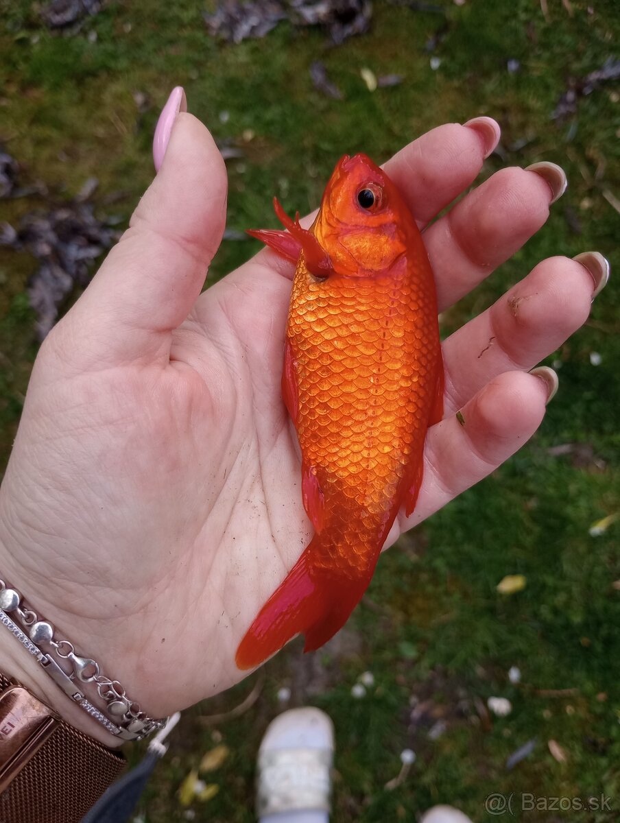 Jazierkové ryby - 2