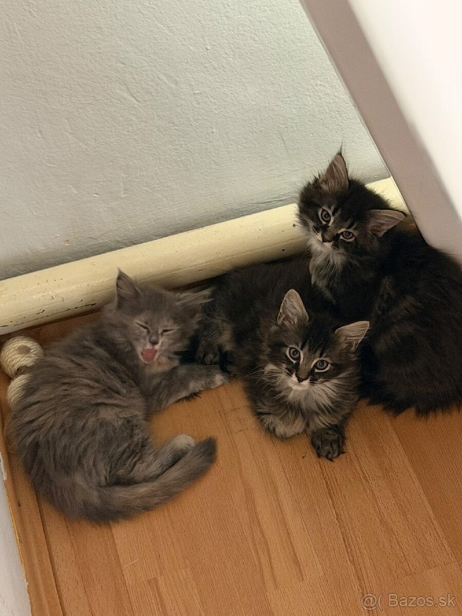 Mainska myvalia,maine coon - 2