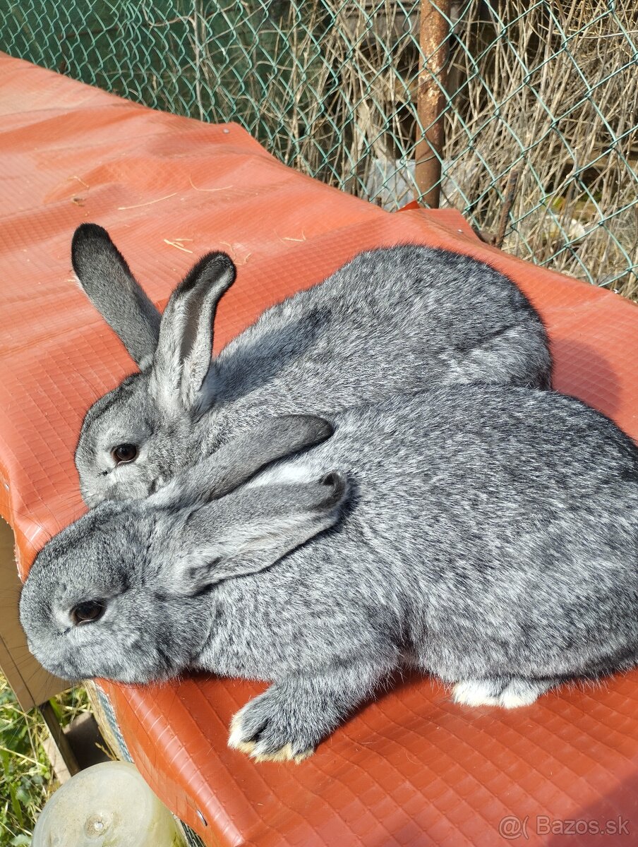 Cinčila Velka - Mäsové plemeno - 2