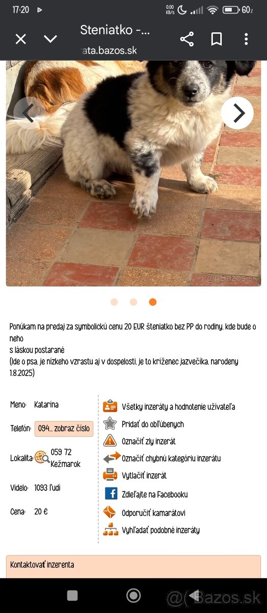 Hľadám psíka šteniatko do bytu - 2