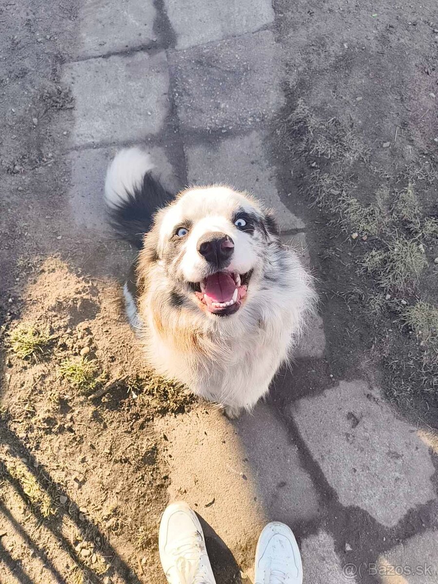 border kolia merle - 2