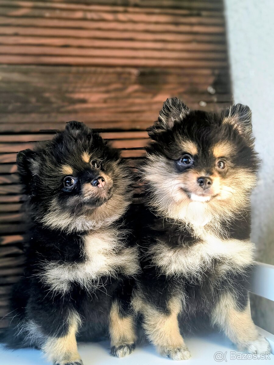 Oranžový špic- Typ Pomeranian - 2