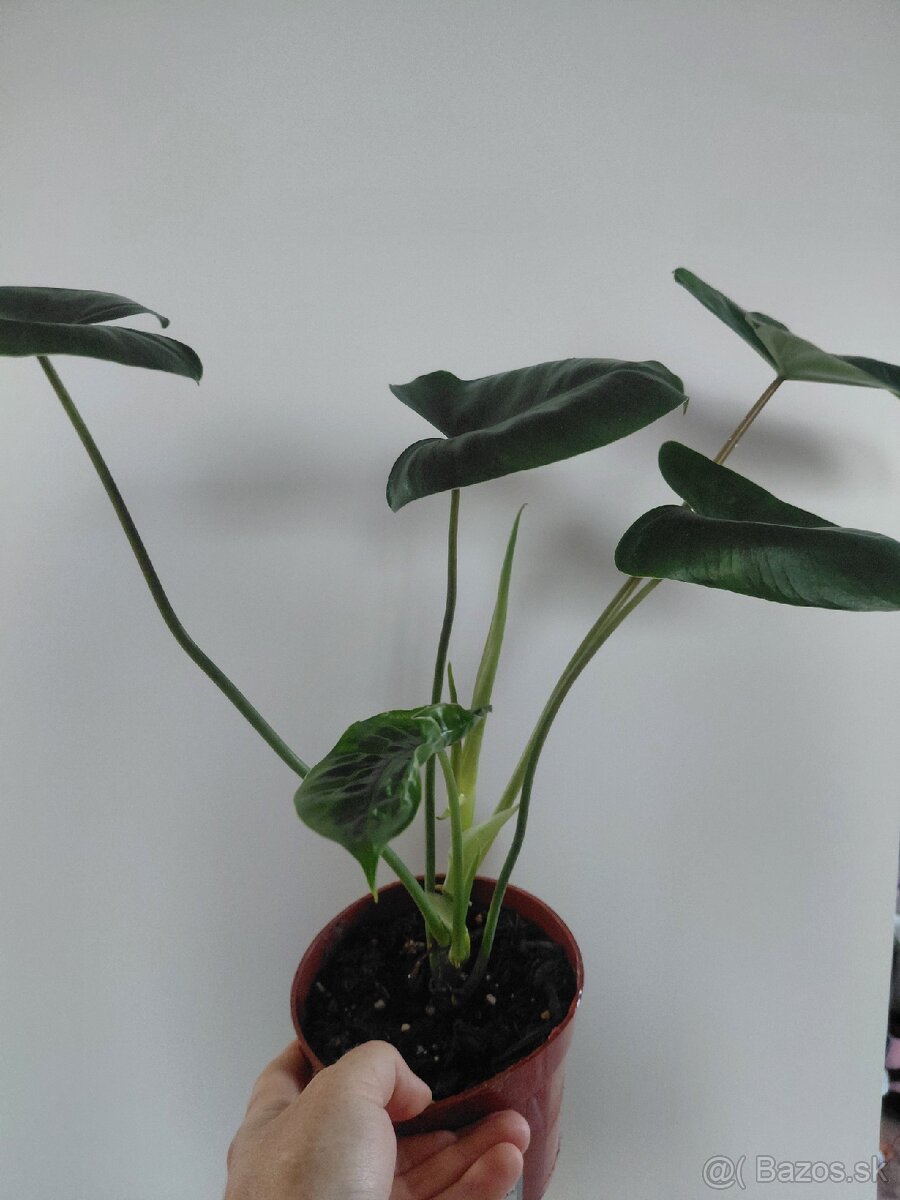 Philodendron Burle Marx - 2
