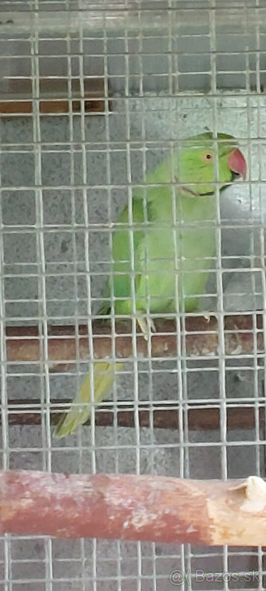 Vymením alexandre - 2