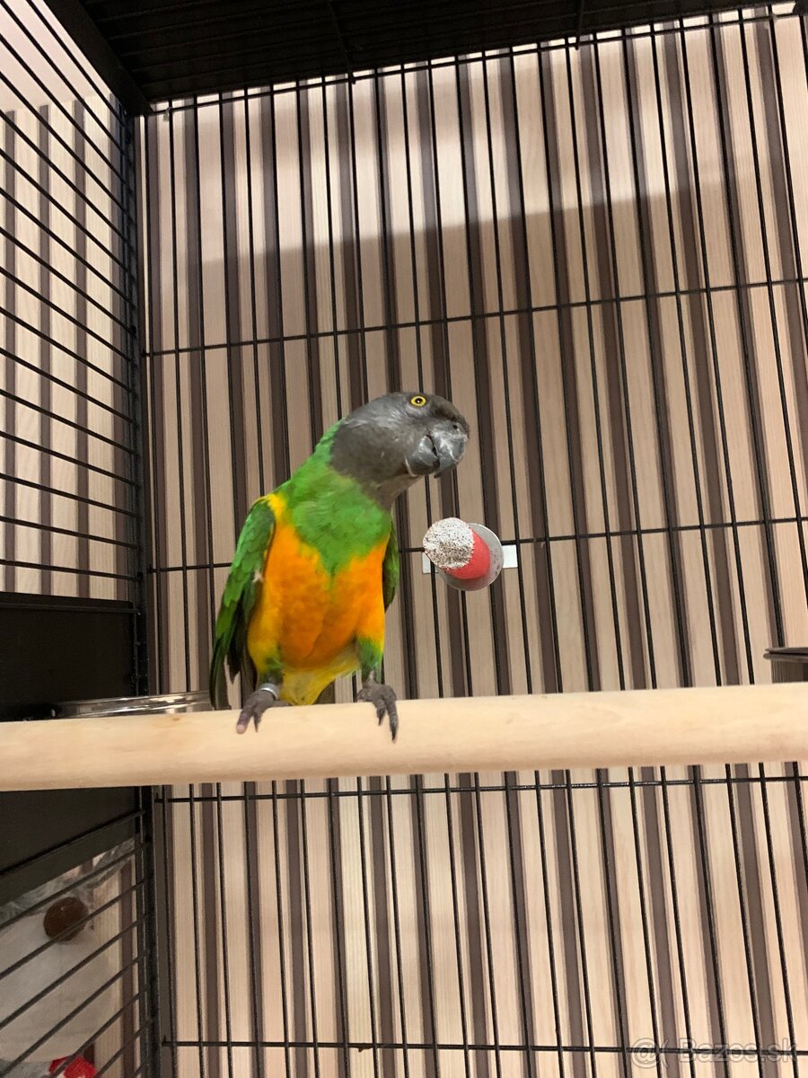 Papagaj senegalsky - 2