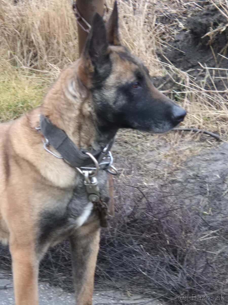 Belgický ovčiak malinois - 2