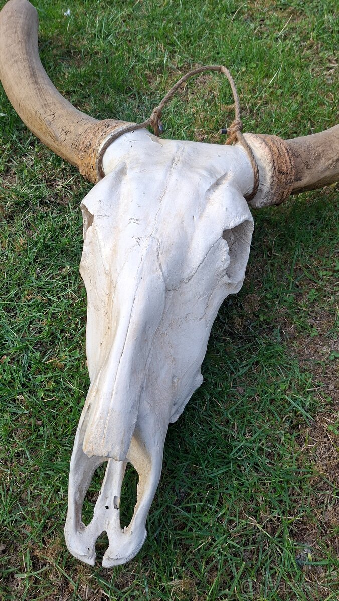 Lebka býka s rohmi dekorácia - 2