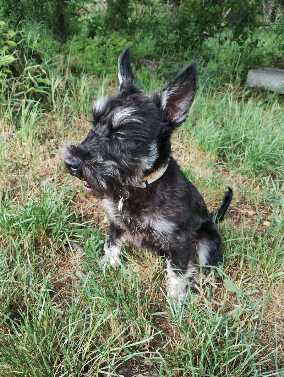 Malý bradáč na krytie - 2