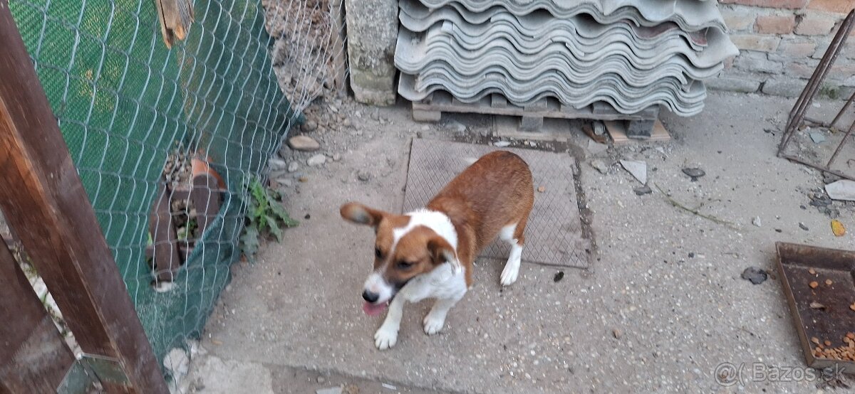 Darujem psíka - 2