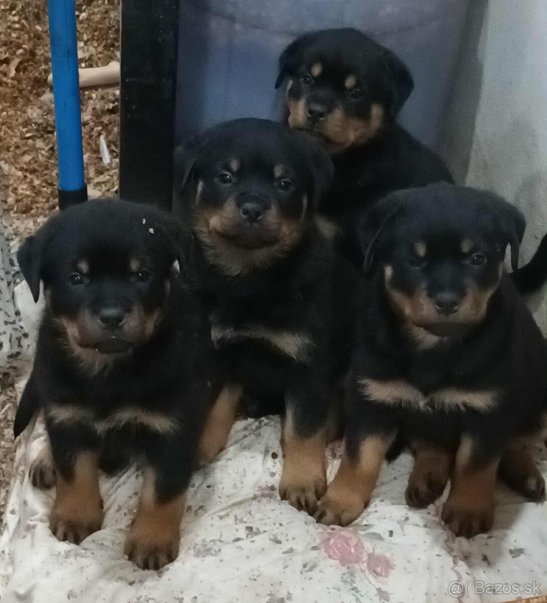 Rotvajler – šteniatka s PP na predaj (odber od 22. novembra) - 2