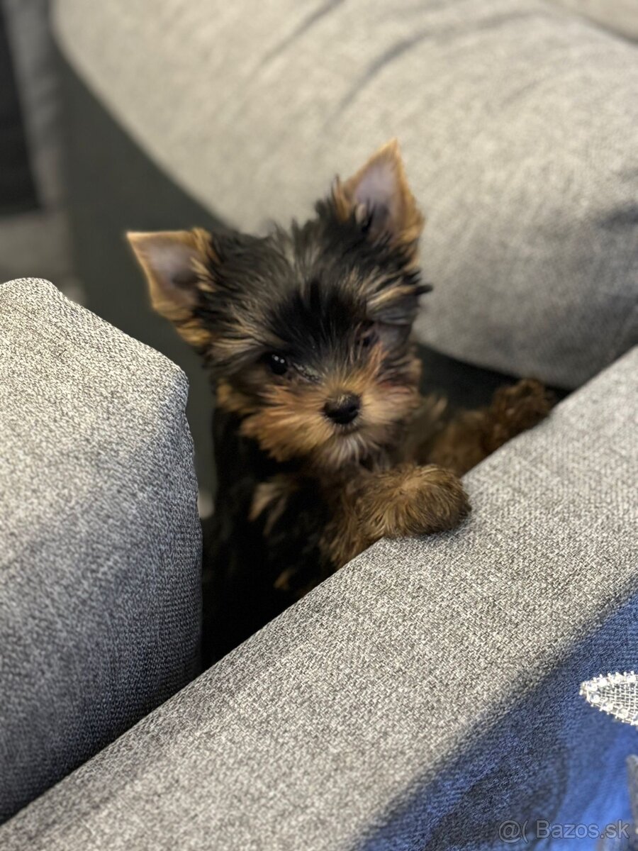 Yorkshirsky terier s PP - 2