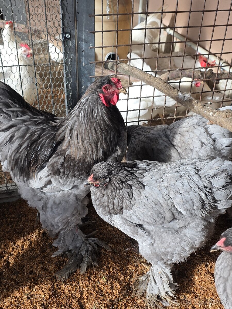 Nasadove vajíčka - 2